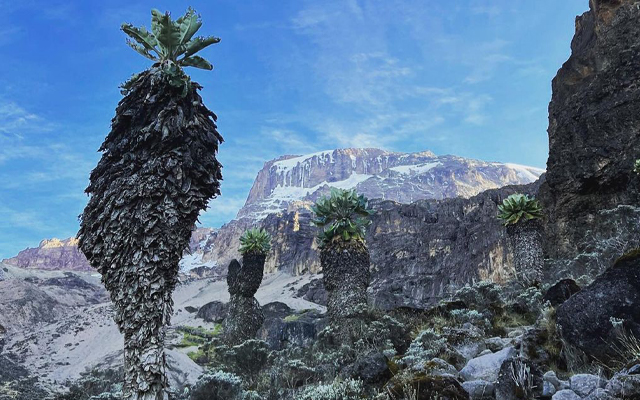 Lemosho Route — Mount Kilimanjaro