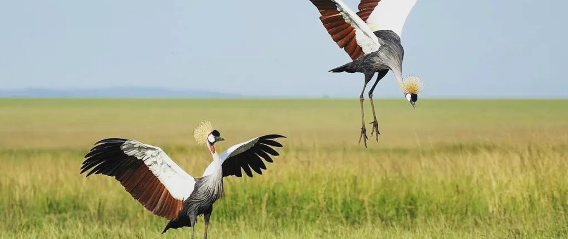 Mid-Range Tanzania Safaris
