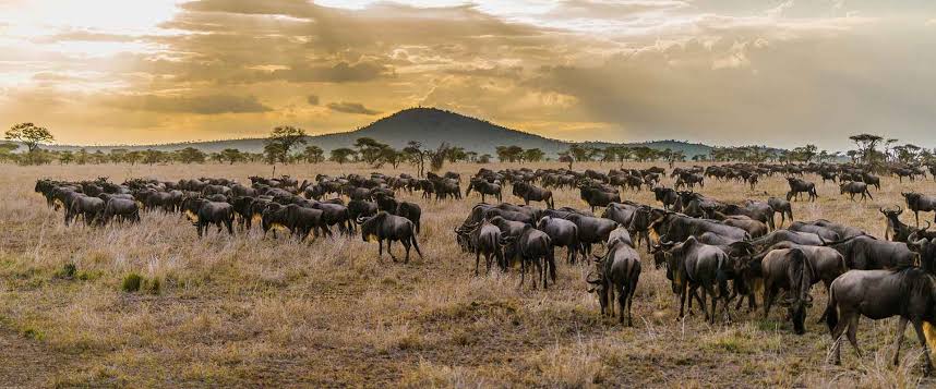 Great Migration Safari Guide